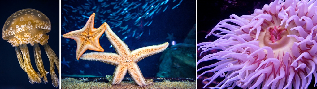 Examples of marine life to illustrate organic and geometric shapes: a jellyfish, starfish, and an anemone